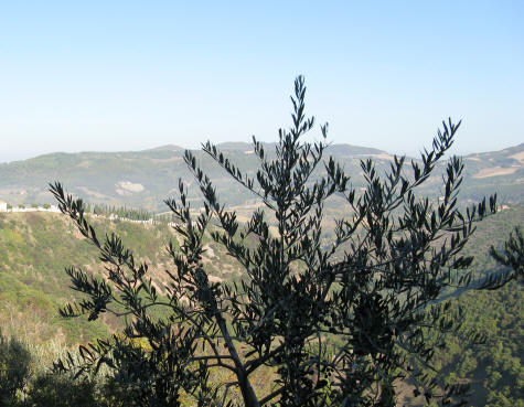Olive Tree in Umbria Italy